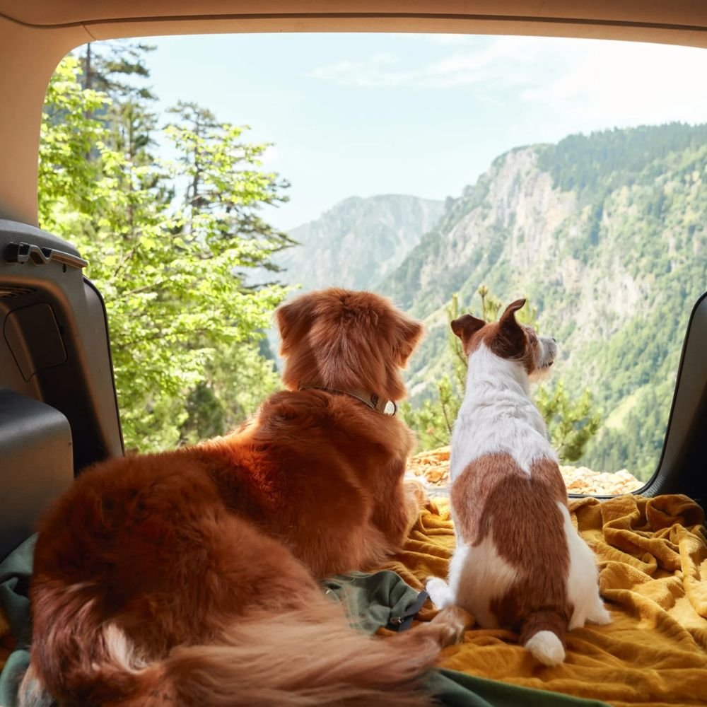 Wag Bond and travel