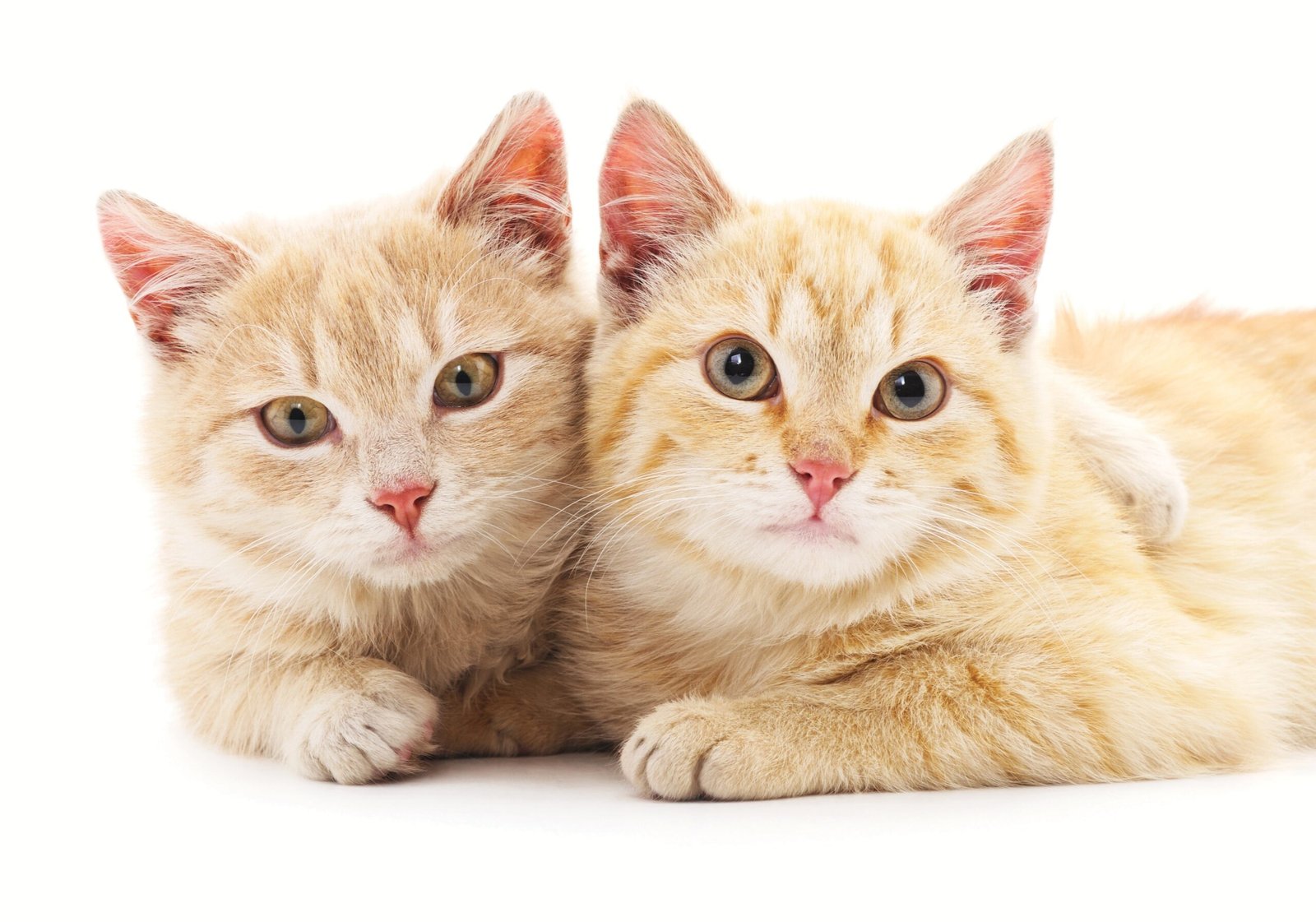 Claws, Paws, and Peace Treaties Handling Territorial Aggression in Cats