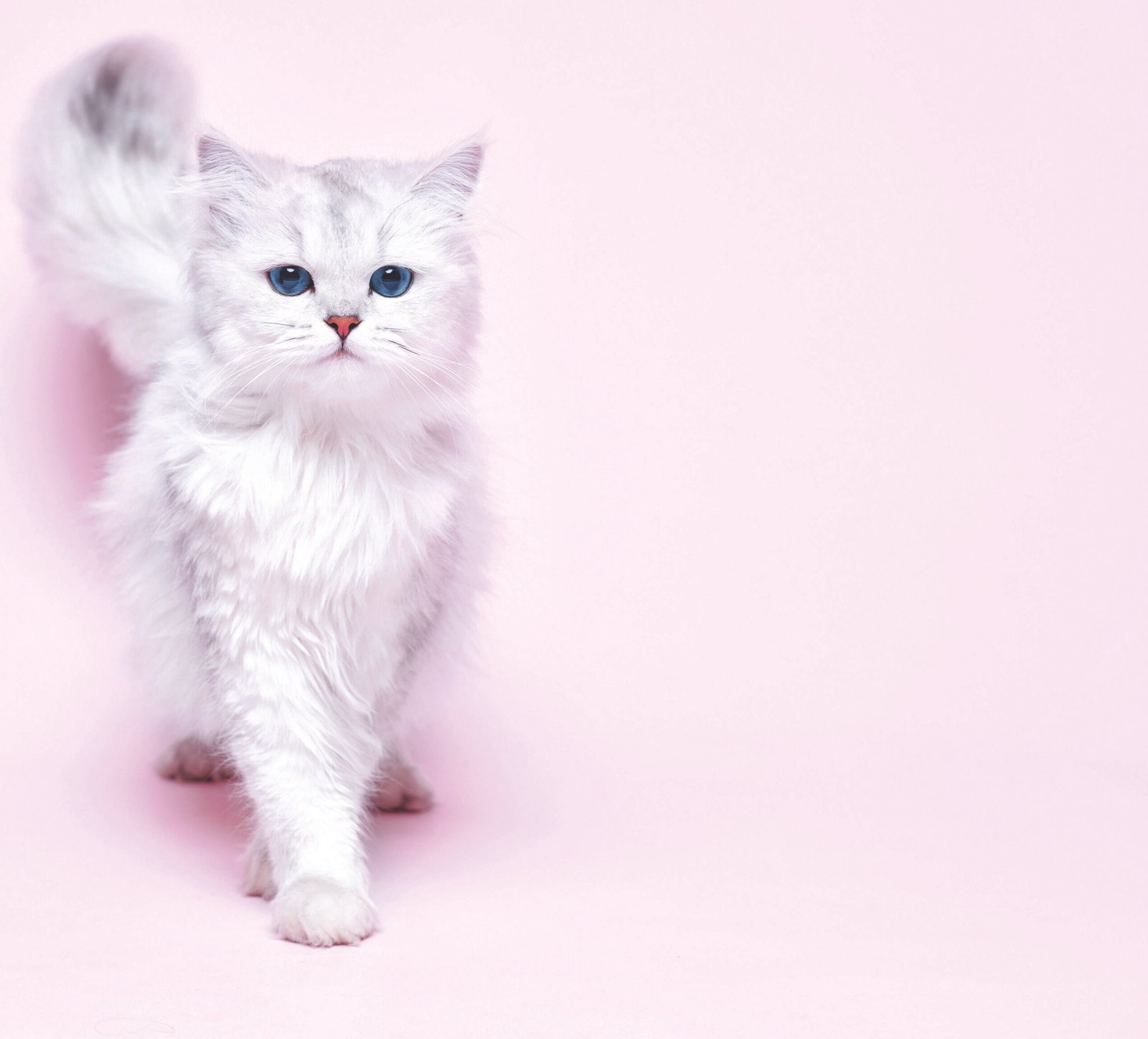 The Art of Cat Grooming