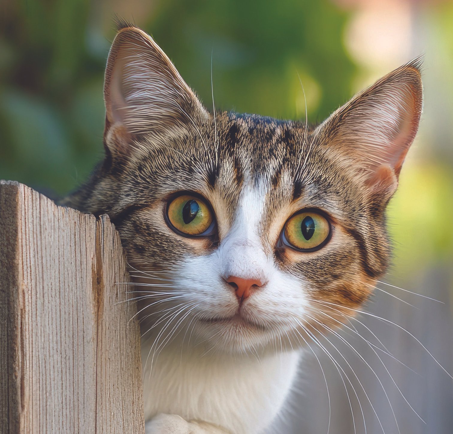 Summer Care Guide For Your Feline Friend