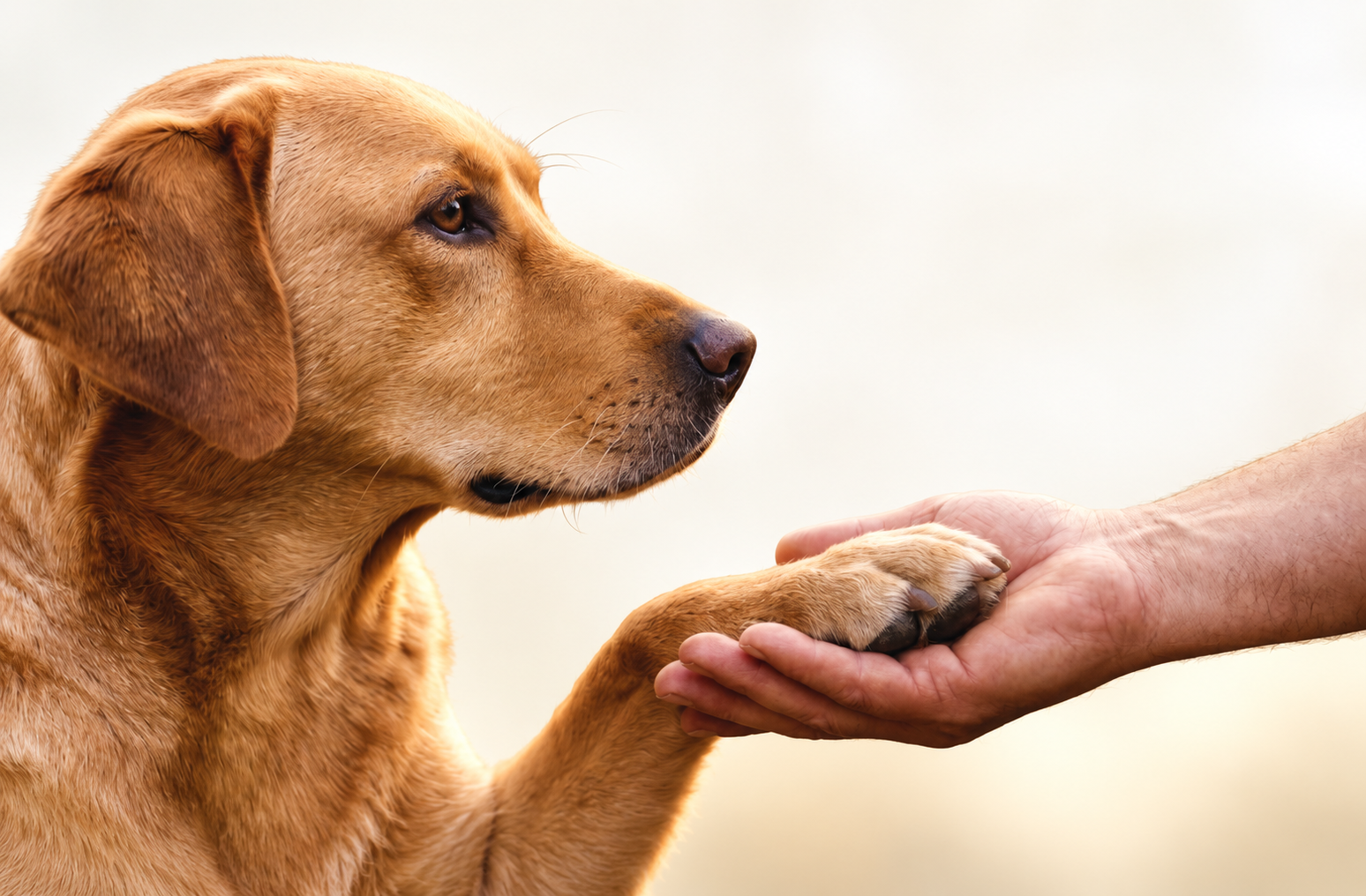 Paws, Purpose, and Progress: Shaping the Future of Pet Care in India